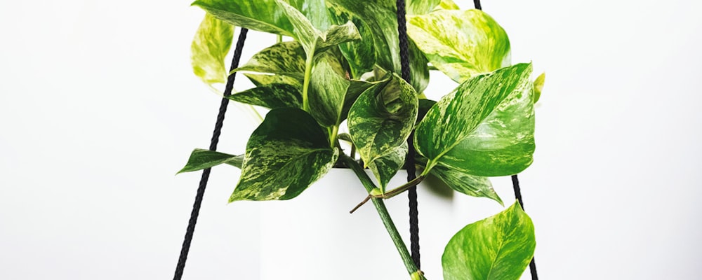 世界杯球队实力指数对比分析走势图表示意图